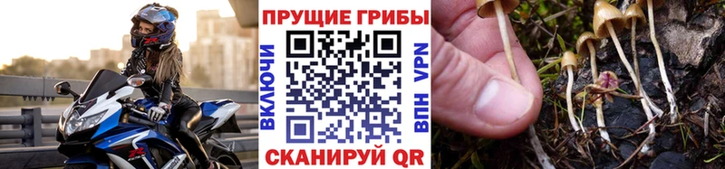 Псилоцибиновые грибы Psilocybe  Завитинск 